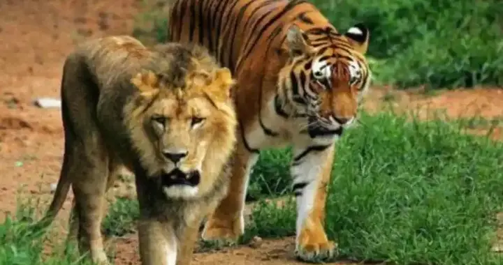 外来动物泛滥成灾！澳大利亚为什么不引进狮子老虎来控制？