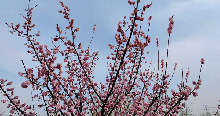 坚持立德树人根本任务一一学习“十五五〞规划建议体会之一