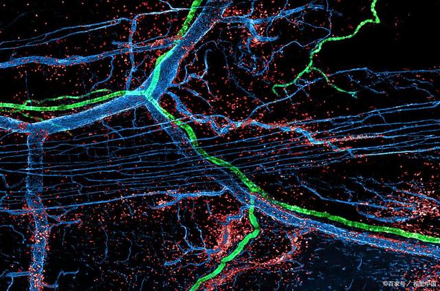 血常规如何解读