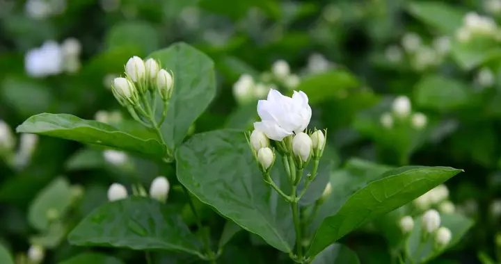 天冷养茉莉花，要注意3点，顺利过冬，花苞满枝香满屋！