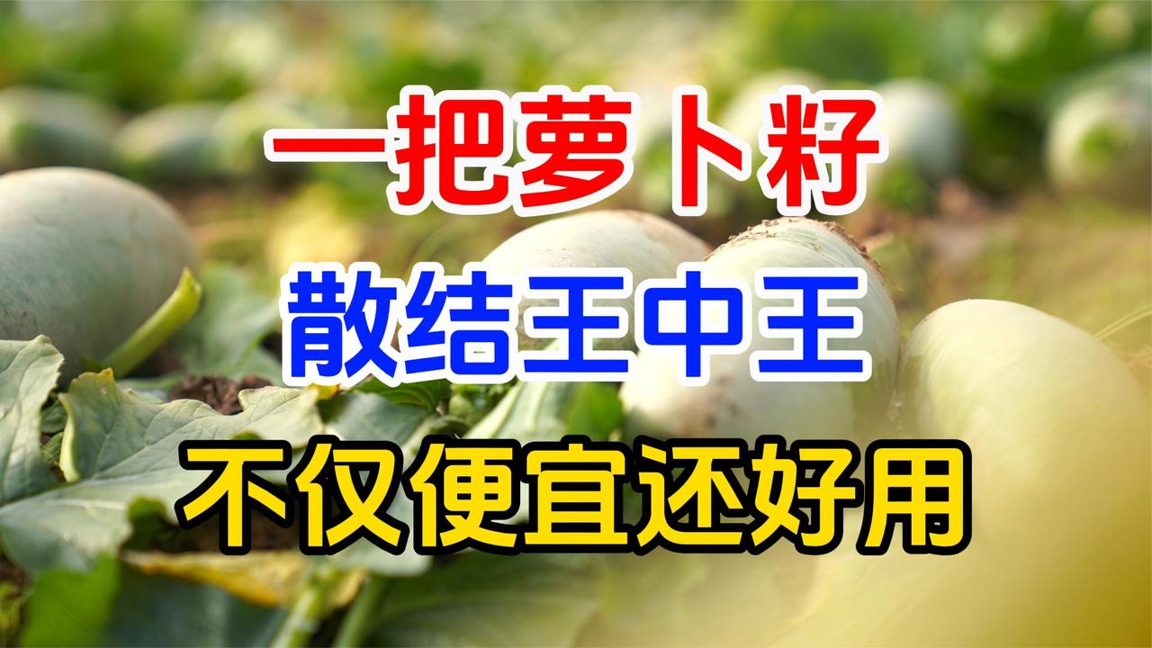 一把几毛钱的萝卜籽，竟是结节的死对头！不知道太可惜！