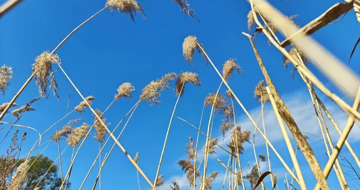 大连西山水库发现一大片芦苇，快来拍照呀
