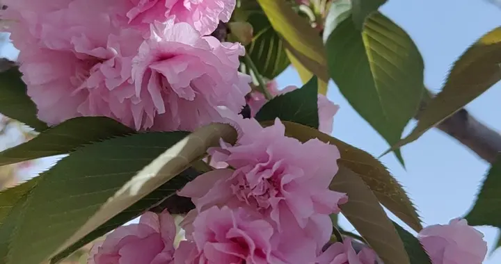 “句句不提离婚，句句皆是离婚”