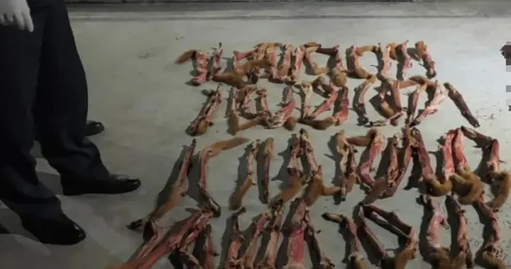 一只都不行！2020年上海外来租户杀653只，门口晾晒皮毛被举报