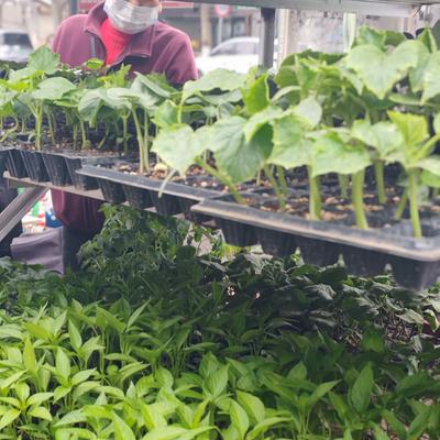 森姐有话说：西安市场上近来有一种奇怪的新