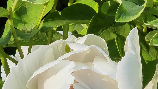 梧桐凤尾竹：上证指数4000点就是个收费