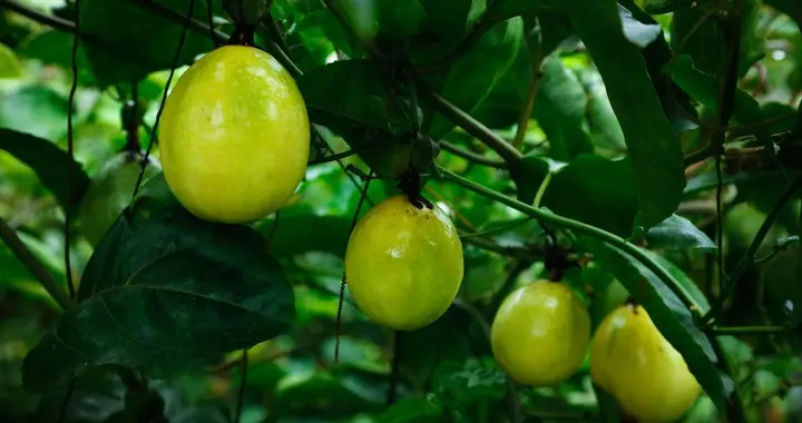 百香果树体恢复后如何进行花芽分化管理