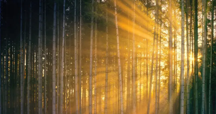 肾脏养护指南：日常调理之道