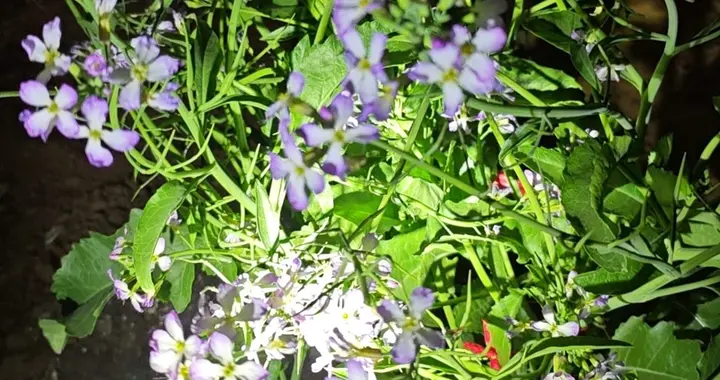 萝卜开花太惊艳！谁还说野菜花不好看？