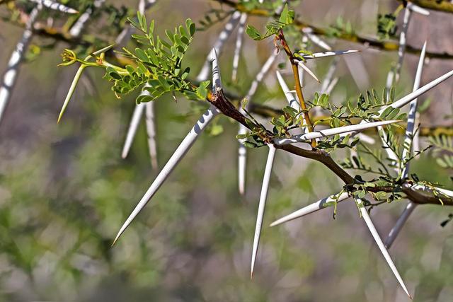 既然是自然选择，为什么动植物们没进化得非常难吃？