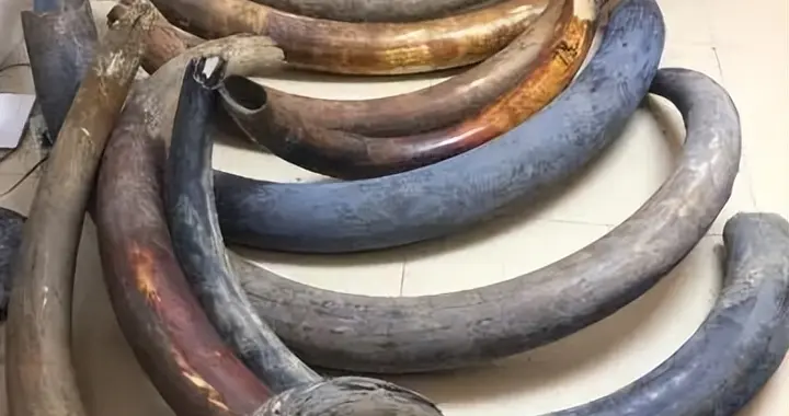 猛犸象牙泛滥？暗探俄罗斯原牙最大仓库