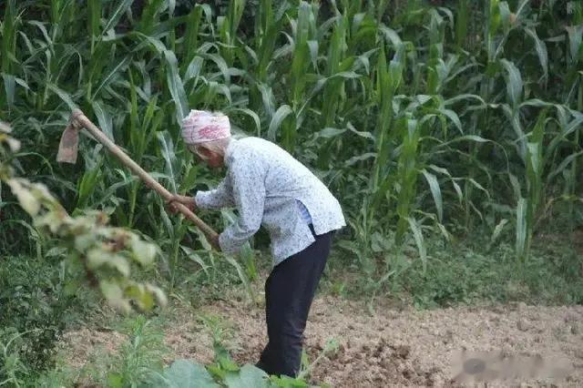 两哥哥小学毕业，我有幸读了师专，八十岁老母拒绝跟我去城里享福