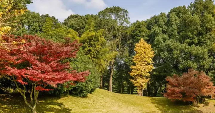 成都0.5h！秋色预警！一树金黄一树火红，太美啦！
