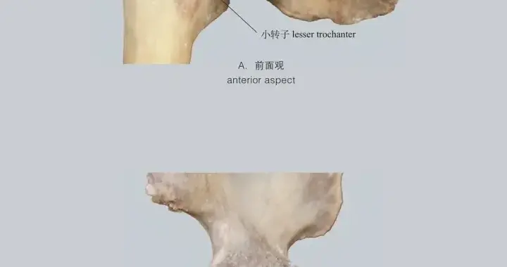 瘦胖子”比纯胖更危险的核心逻辑，再揭露脂包骨的形成真相