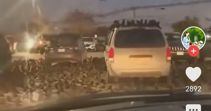 以色列乌鸦成灾，古老预警重现？背后真相震撼人心