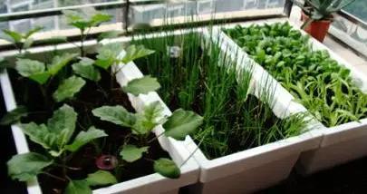 “阳台种菜”新时尚