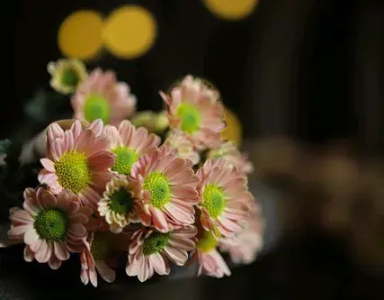 赏花心情愉悦发朋友圈文案‖花儿不言，但它们的芬芳已经说了一切
