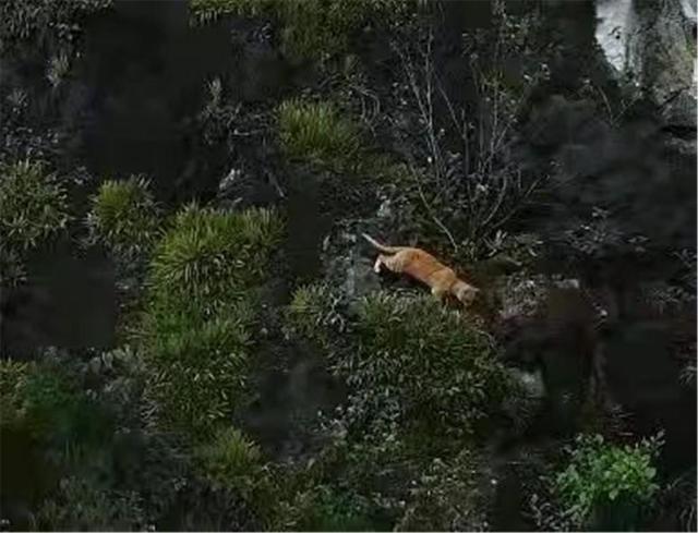 广西神秘“山彪”引发全国关注，传说中的猛兽重现江湖