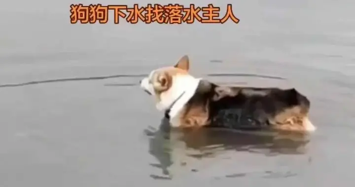 中年追犬入江险丧生，忠犬守岸三日不离，遗体终现浅滩