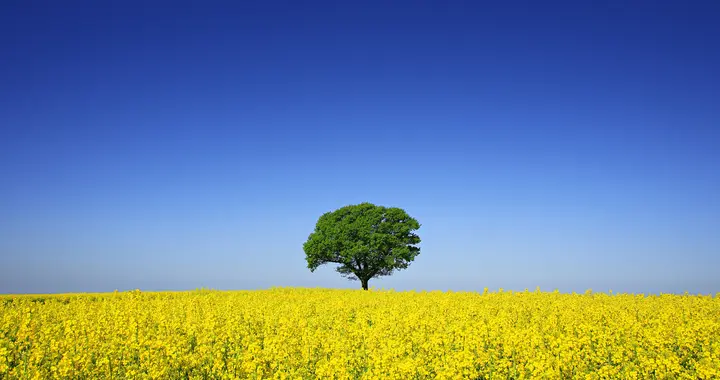 一个管理者走向平庸的3个征兆