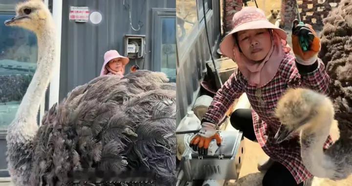 海军妈妈修电路箱 鸵鸟芭乐因此挨打 它一点都不冤，到底为啥？