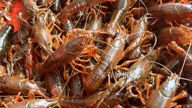 小龙虾头部到底是“虾黄”还是“虾屎”，很多人分不清，别乱吃了