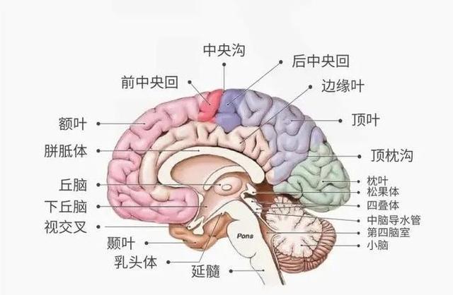 发育迟缓——病位在【脑】，病根在【肾】