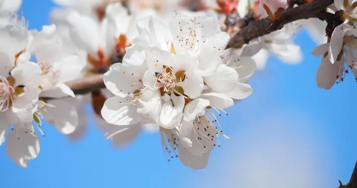 喜上眉梢：2026年贵人不断、健康幸福的4大生肖大揭秘！