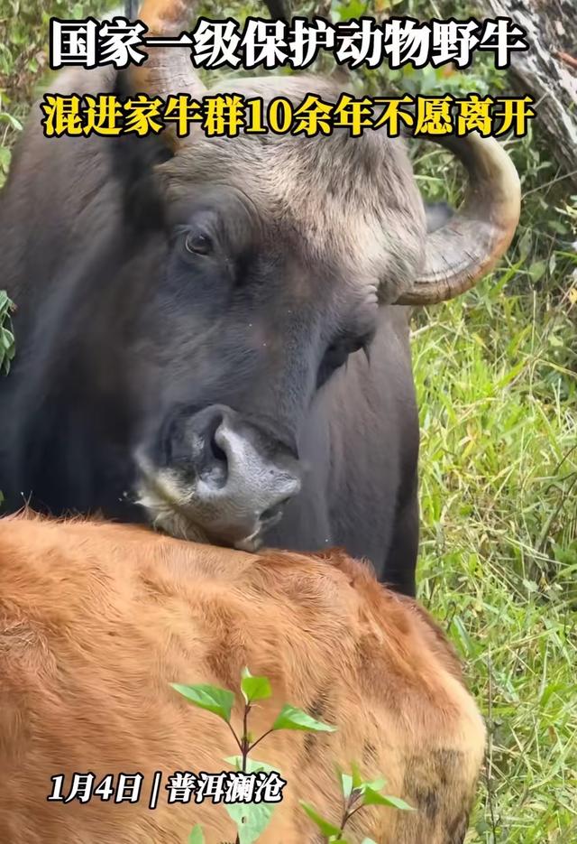 老虎也不敢正面刚的野牛，跟农户的家牛群混了十余年，赶都赶不走