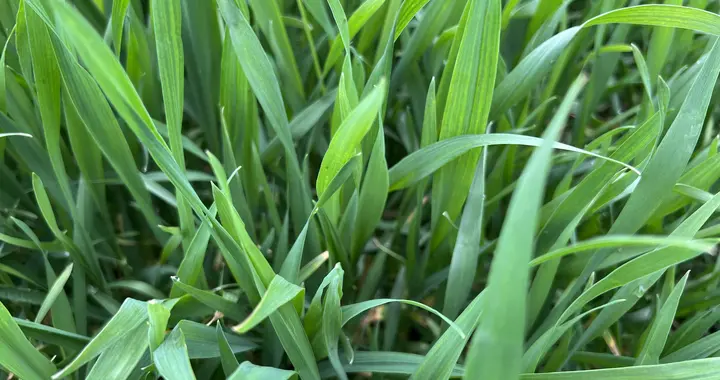气温“过山车”式来袭，小麦油菜做好防冻措施