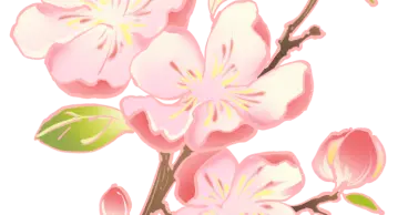 都在捡木棉，我偷偷摘了朵桃花……春天这朵“养颜花”，你会吃吗