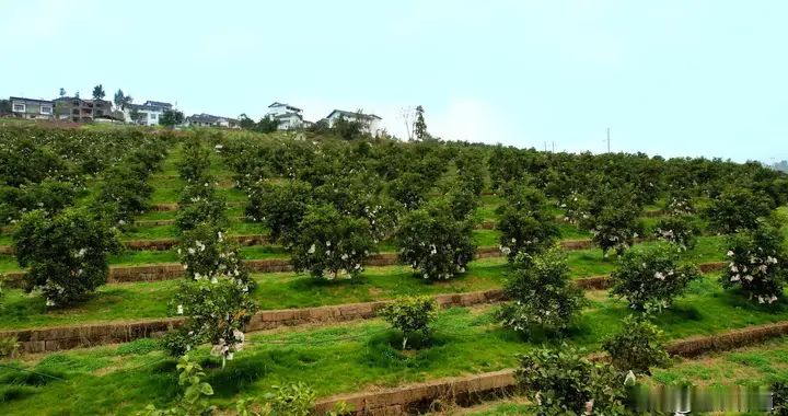 柑橘果园什么时候进行土壤管理