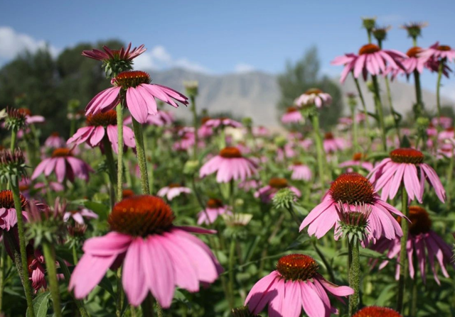 紫松果菊的催芽方法