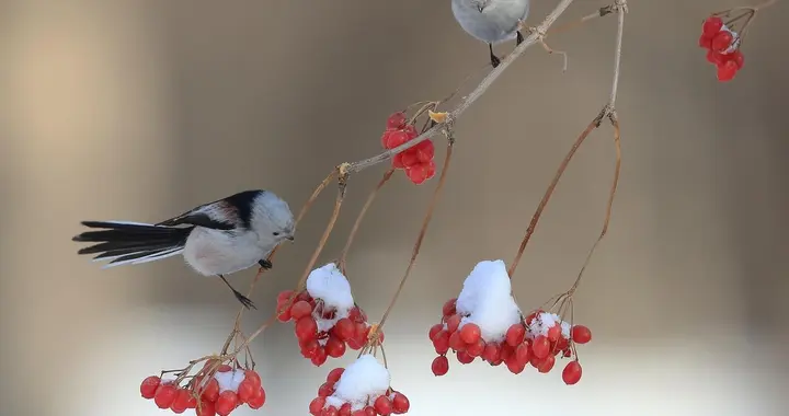身在斜阳小雪天，小雪节气古诗五首赏读