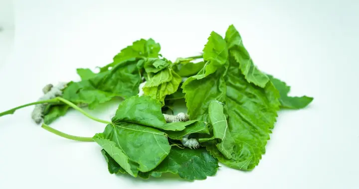 冬桑叶使用避坑指南：体质不对别乱喝，这些注意事项要牢记