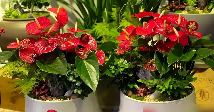 过年买花，遇到3种花，转身就走，再便宜也不买