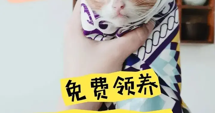 0元养猫背三万贷款？“猫贷”陷阱：专挑爱猫的年轻人下手