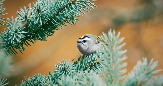 别再只盯着ACoS！真正决定你利润的是TACOS