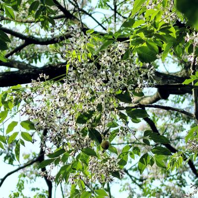 凡的光影世界：花叶同框，那画面简直甜炸！