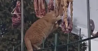 猫界版盗贼行动