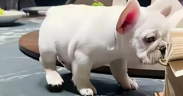 法斗犬上桌后续：狗主人说狗自己跳上去的，还不止一次干这事