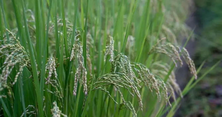 水稻高产栽培技术集成创新与病虫害绿色防控体系构建的实践探索