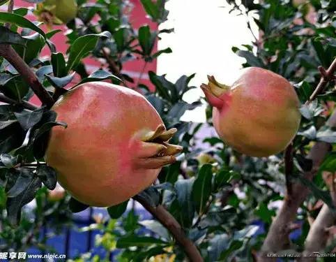 俗语：“东榴金，西榴银，南榴北榴出贵人”，啥意思，有道理吗