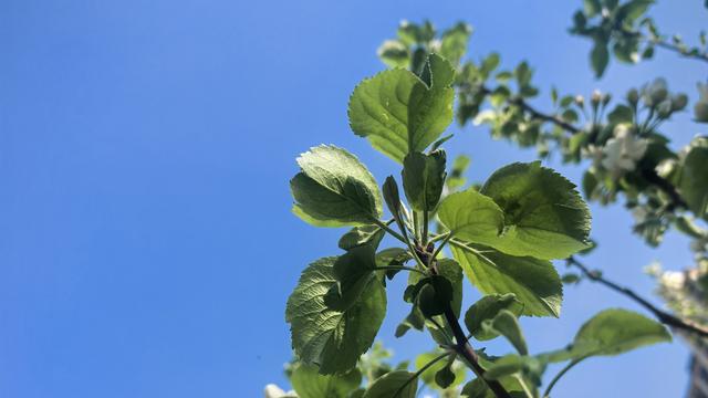 蒲根蒲草：曾经很香的师范院校和师范类专业