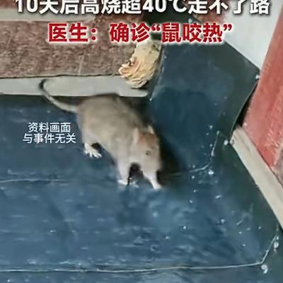 清风醉酒聊焦点：吓人！被老鼠咬一口，10