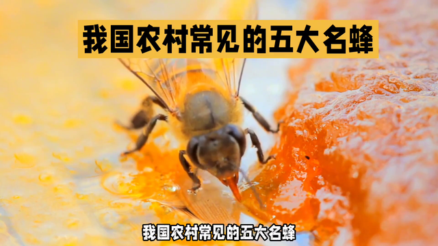 我国农村常见的五大名蜂，你知道是哪些吗？🐝🍯