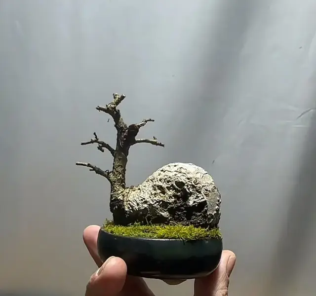 真的是好看啊