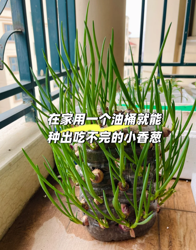 河南一女子不上班，靠“塑料瓶种蒜苗”火了，网友：震撼！