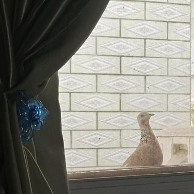 墨琴：我要是不关窗户，它是不是就飞进来了