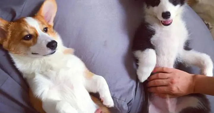 犬类为何会与母犬发生近亲交配?它们真的毫无羞耻感吗?